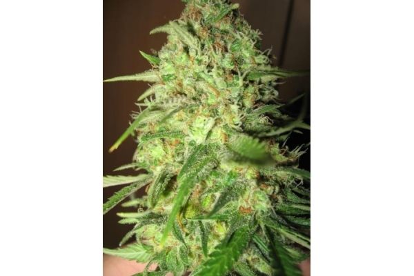 Critical (Royal Queen Seeds) Feminiserade
