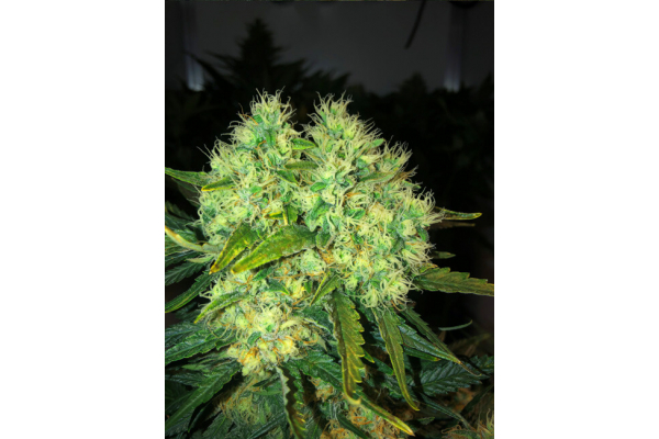 Critical (Royal Queen Seeds) Feminiserade Critical (Royal Queen Seeds) Feminiserade