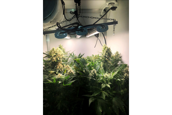 Critical (Royal Queen Seeds) Feminiserade Critical (Royal Queen Seeds) Feminiserade