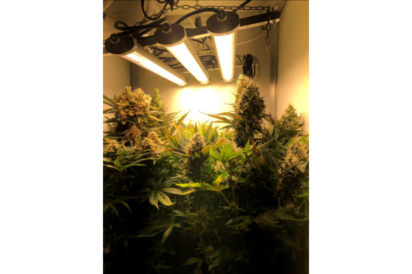 Critical (Royal Queen Seeds) Feminiserade Critical (Royal Queen Seeds) Feminiserade