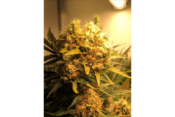 Critical (Royal Queen Seeds) Feminiserade Critical (Royal Queen Seeds) Feminiserade