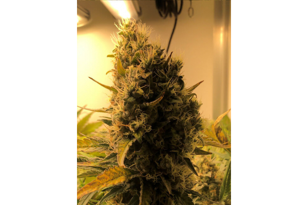 Critical (Royal Queen Seeds) Feminiserade Critical (Royal Queen Seeds) Feminiserade