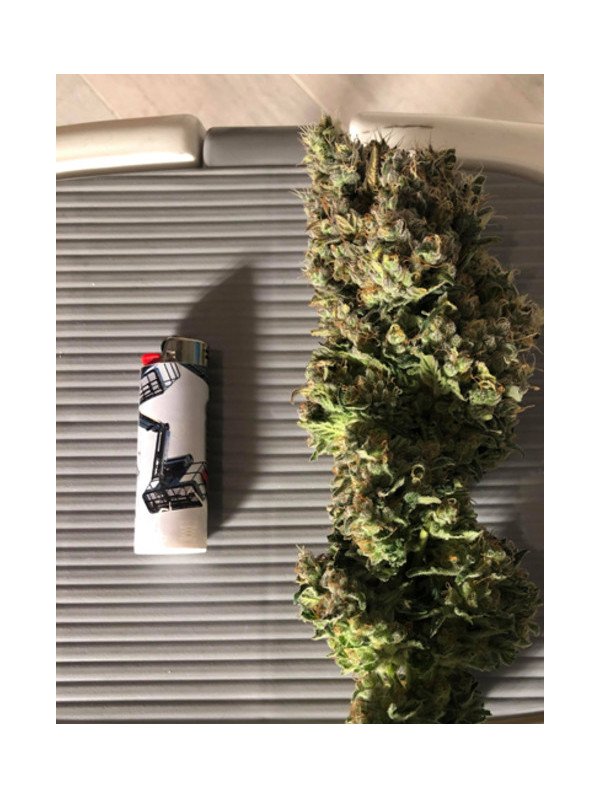 Critical (Royal Queen Seeds) Feminiserade Critical (Royal Queen Seeds) Feminiserade