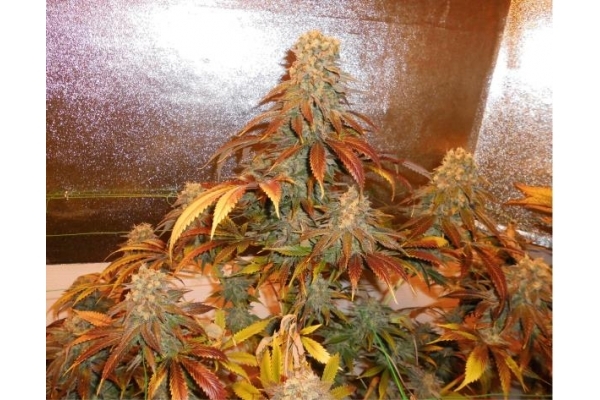 Royal Moby (Royal Queen Seeds) Feminiserade Royal Moby (Royal Queen Seeds) Feminiserade