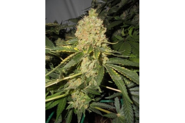 Royal Moby (Royal Queen Seeds) Feminiserade
