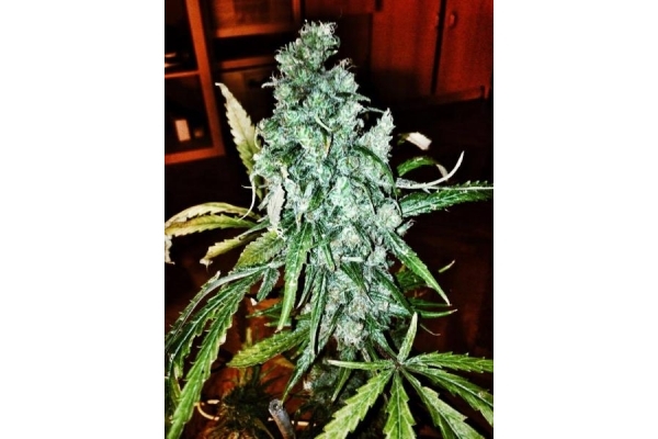 Royal Moby (Royal Queen Seeds) Feminiserade Royal Moby (Royal Queen Seeds) Feminiserade
