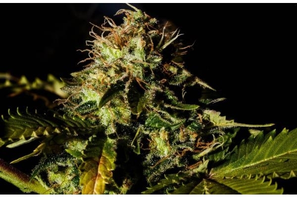 Royal Moby (Royal Queen Seeds) Feminiserade