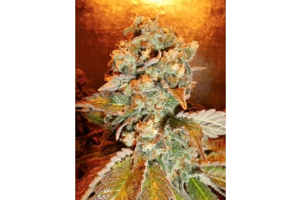 Royal Moby (Royal Queen Seeds) Feminiserade Royal Moby (Royal Queen Seeds) Feminiserade