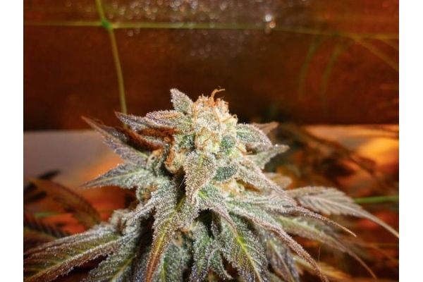 Royal Moby (Royal Queen Seeds) Feminiserade Royal Moby (Royal Queen Seeds) Feminiserade