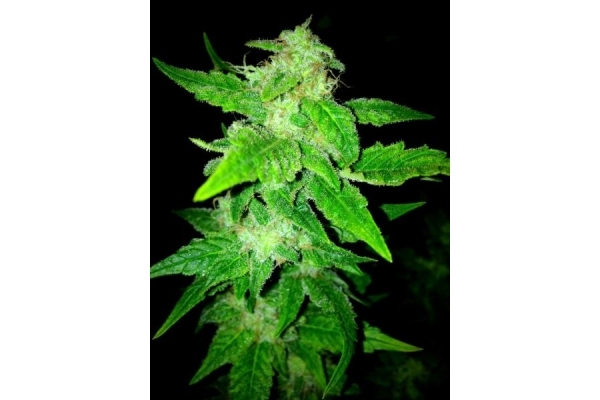 OG Kush (Royal Queen Seeds) Feminiserade OG Kush (Royal Queen Seeds) Feminiserade