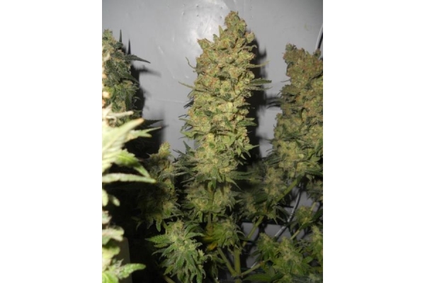 OG Kush (Royal Queen Seeds) Feminiserade OG Kush (Royal Queen Seeds) Feminiserade