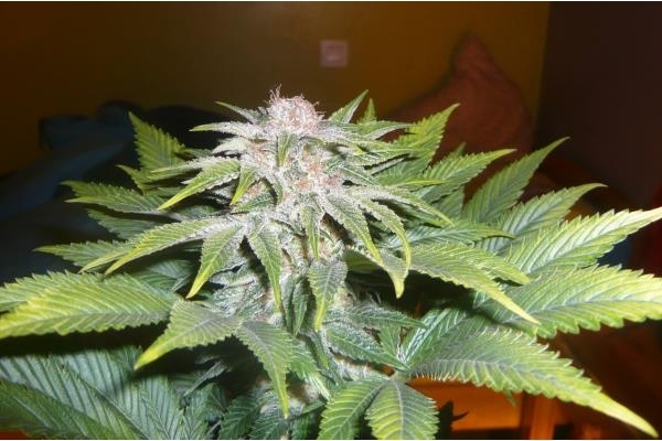 OG Kush (Royal Queen Seeds) Feminiserade OG Kush (Royal Queen Seeds) Feminiserade