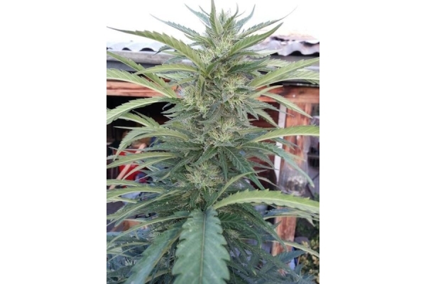 OG Kush (Royal Queen Seeds) Feminiserade OG Kush (Royal Queen Seeds) Feminiserade