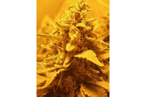 OG Kush (Royal Queen Seeds) Feminiserade OG Kush (Royal Queen Seeds) Feminiserade