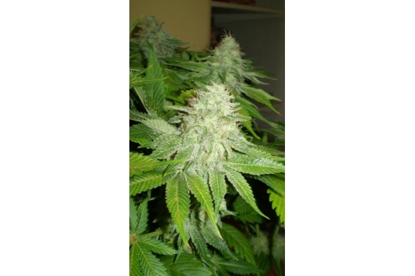 OG Kush (Royal Queen Seeds) Feminiserade