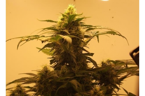 Royal Dwarf Autoflower (Royal Queen Seeds) Feminiserade Royal Dwarf Autoflower (Royal Queen Seeds) Feminiserade