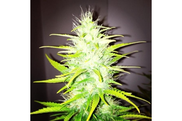Royal Dwarf Autoflower (Royal Queen Seeds) Feminiserade Royal Dwarf Autoflower (Royal Queen Seeds) Feminiserade