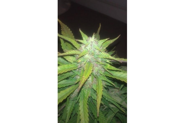 Royal Dwarf Autoflower (Royal Queen Seeds) Feminiserade Royal Dwarf Autoflower (Royal Queen Seeds) Feminiserade
