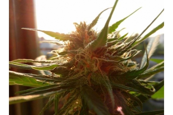 Royal Dwarf Autoflower (Royal Queen Seeds) Feminiserade