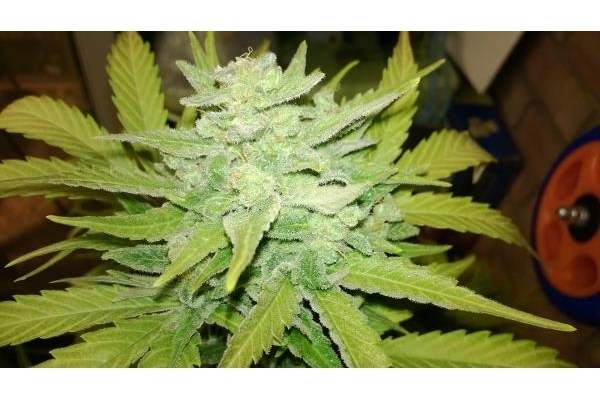 Royal Dwarf Autoflower (Royal Queen Seeds) Feminiserade Royal Dwarf Autoflower (Royal Queen Seeds) Feminiserade