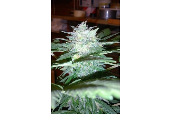 Royal Dwarf Autoflower (Royal Queen Seeds) Feminiserade Royal Dwarf Autoflower (Royal Queen Seeds) Feminiserade