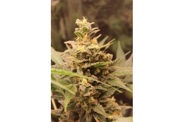 Easy Bud Autoflower (Royal Queen Seeds) Feminiserade Easy Bud Autoflower (Royal Queen Seeds) Feminiserade