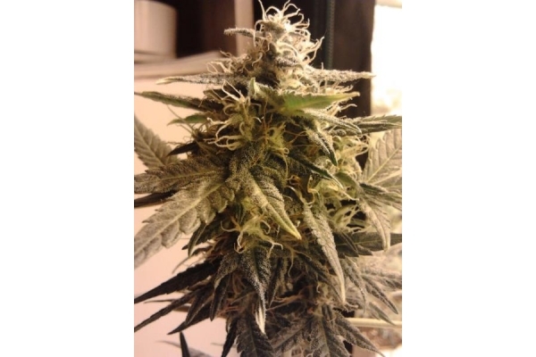 Easy Bud Autoflower (Royal Queen Seeds) Feminiserade Easy Bud Autoflower (Royal Queen Seeds) Feminiserade