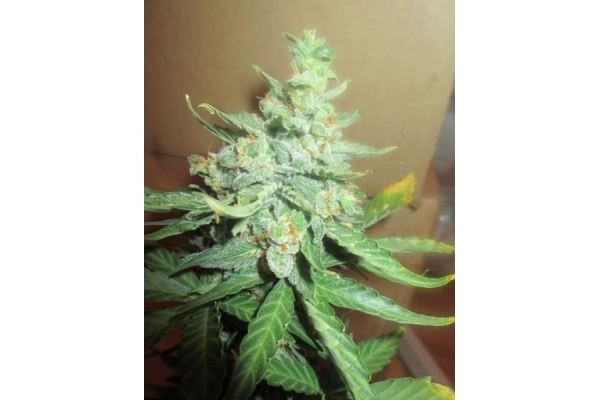 Easy Bud Autoflower (Royal Queen Seeds) Feminiserade
