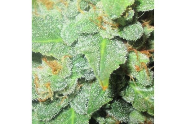 Easy Bud Autoflower (Royal Queen Seeds) Feminiserade