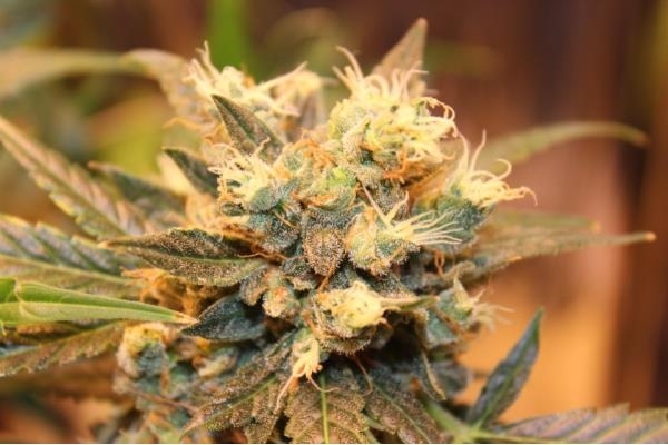 Easy Bud Autoflower (Royal Queen Seeds) Feminiserade Easy Bud Autoflower (Royal Queen Seeds) Feminiserade