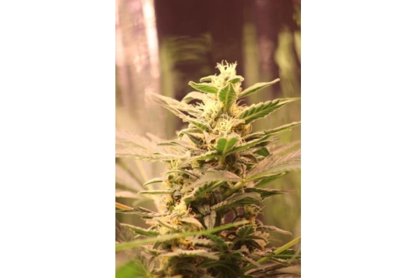 Easy Bud Autoflower (Royal Queen Seeds) Feminiserade Easy Bud Autoflower (Royal Queen Seeds) Feminiserade