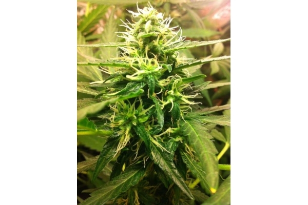 Quick One Autoflower (Royal Queen Seeds) Feminiserade Quick One Autoflower (Royal Queen Seeds) Feminiserade