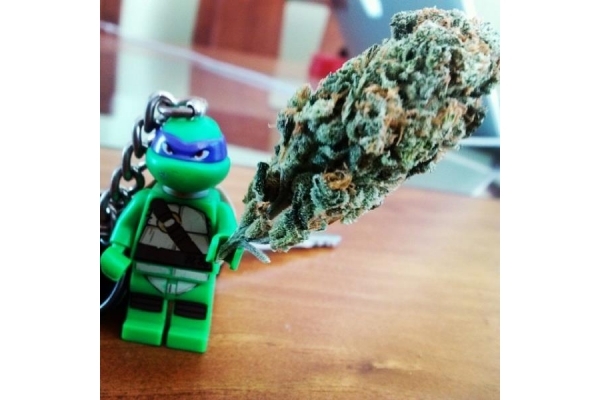 Quick One Autoflower (Royal Queen Seeds) Feminiserade Quick One Autoflower (Royal Queen Seeds) Feminiserade