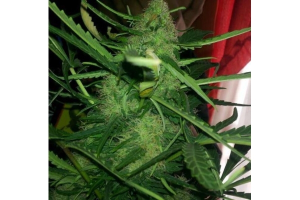 Royal Critical Autoflower (Royal Queen Seeds) Feminiserade Royal Critical Autoflower (Royal Queen Seeds) Feminiserade