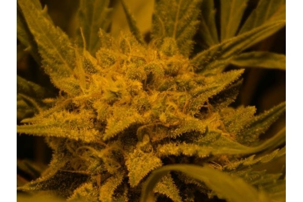 Royal Critical Autoflower (Royal Queen Seeds) Feminiserade Royal Critical Autoflower (Royal Queen Seeds) Feminiserade