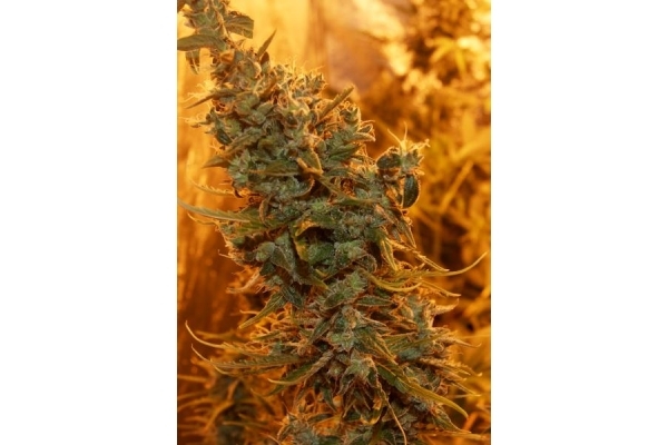 Royal Critical Autoflower (Royal Queen Seeds) Feminiserade