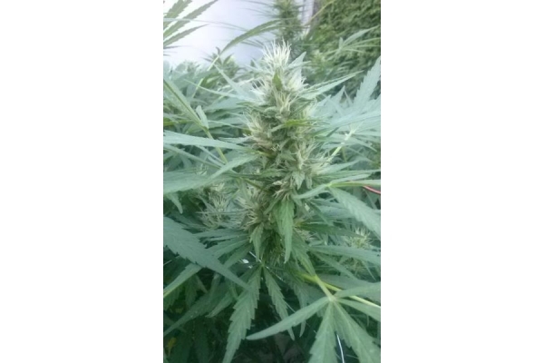 Royal Critical Autoflower (Royal Queen Seeds) Feminiserade Royal Critical Autoflower (Royal Queen Seeds) Feminiserade