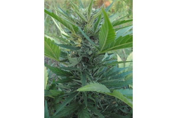 Royal Critical Autoflower (Royal Queen Seeds) Feminiserade Royal Critical Autoflower (Royal Queen Seeds) Feminiserade