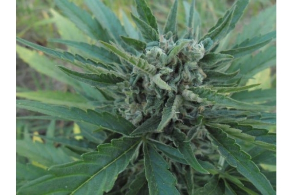 Royal Critical Autoflower (Royal Queen Seeds) Feminiserade Royal Critical Autoflower (Royal Queen Seeds) Feminiserade