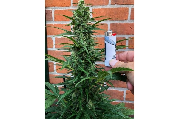 Northern Light Autoflower (Royal Queen Seeds) Feminiserade Northern Light Autoflower (Royal Queen Seeds) Feminiserade