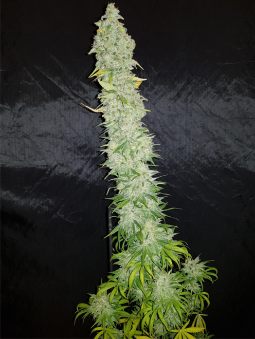 Northern Light Blue (Delicious Seeds) Feminiserade Northern Light Blue (Delicious Seeds) Feminiserade