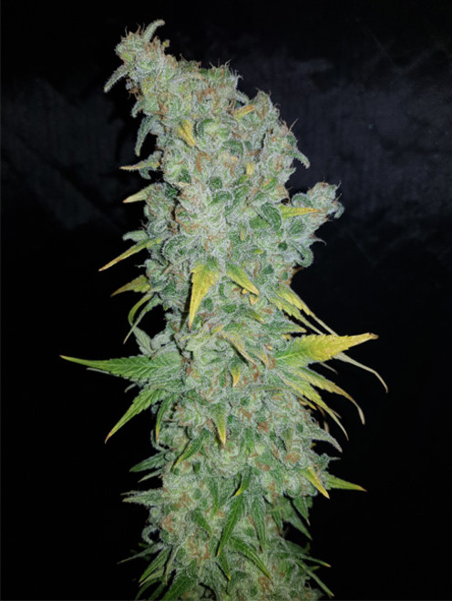 Northern Light Blue (Delicious Seeds) Feminiserade Northern Light Blue (Delicious Seeds) Feminiserade