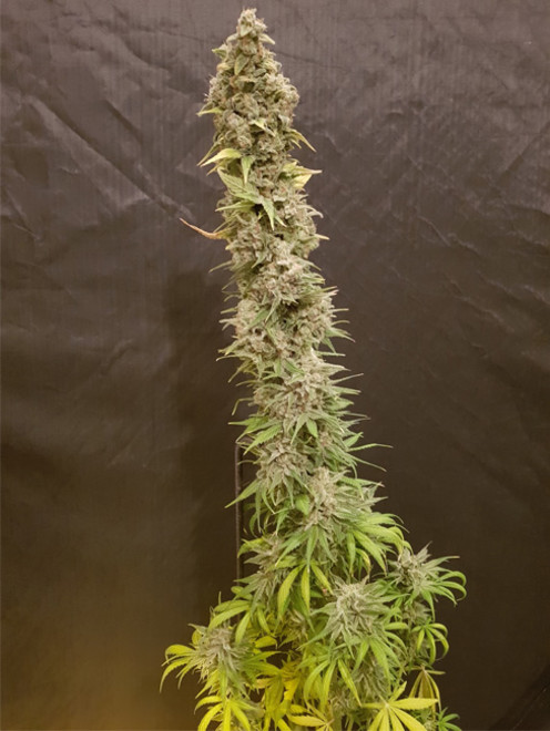 Northern Light Blue (Delicious Seeds) Feminiserade Northern Light Blue (Delicious Seeds) Feminiserade