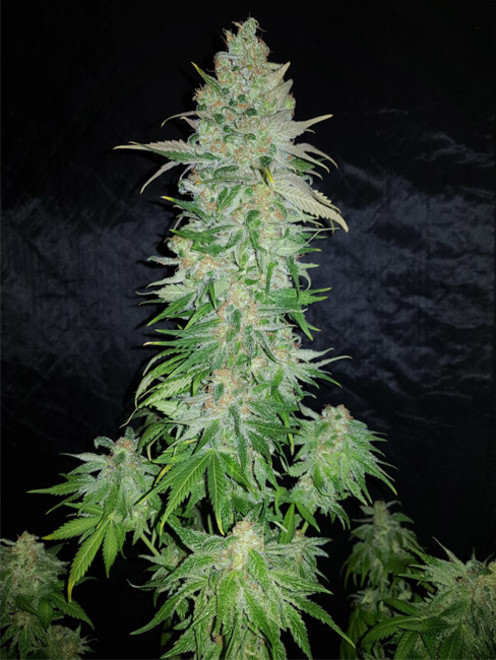 Northern Light Blue (Delicious Seeds) Feminiserade Northern Light Blue (Delicious Seeds) Feminiserade