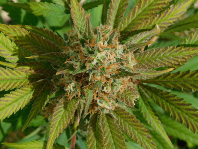 Raspberry Cough (Nirvana) Feminiserade Raspberry Cough (Nirvana) Feminiserade