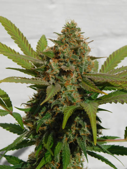 Raspberry Cough (Nirvana) Feminiserade Raspberry Cough (Nirvana) Feminiserade