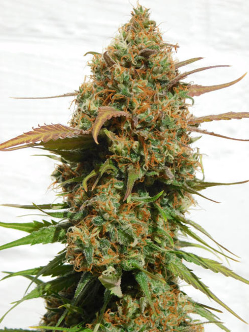 Raspberry Cough (Nirvana) Feminiserade Raspberry Cough (Nirvana) Feminiserade