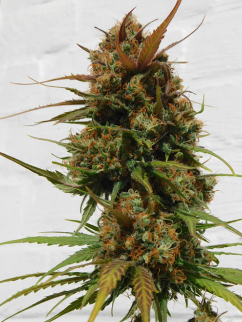 Raspberry Cough (Nirvana) Feminiserade Raspberry Cough (Nirvana) Feminiserade
