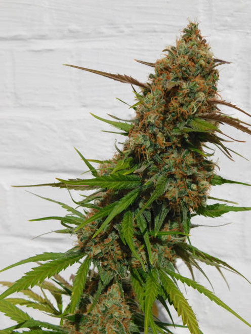 Raspberry Cough (Nirvana) Feminiserade Raspberry Cough (Nirvana) Feminiserade