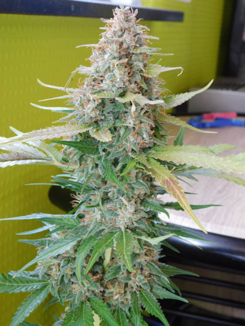 Raspberry Cough (Nirvana) Feminiserade Raspberry Cough (Nirvana) Feminiserade